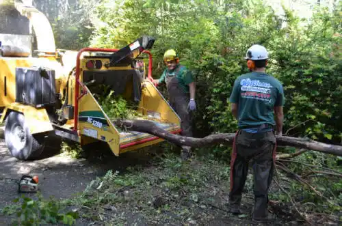 tree services South Van Horn